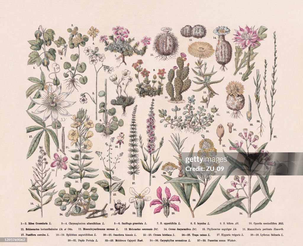 Flowering plants (Eudicotidae), hand-colored wood engraving, published in 1887