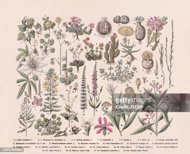 flowering plants (eudicotidae), hand-colored wood engraving, published in 1887 - trapa 幅插畫檔、美工圖案、卡通及圖標