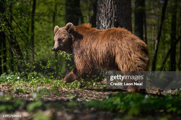 One of the brown bears recently moved from Kyiv wanders around the woodland area of its new home at the Bear Sanctuary Damazhyr on May 06, 2022 in...