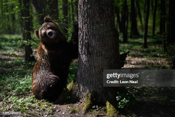 One of the brown bears recently moved from Kyiv scratches its claws on a tree in its new home at the Bear Sanctuary Damazhyr on May 06, 2022 in Lviv,...