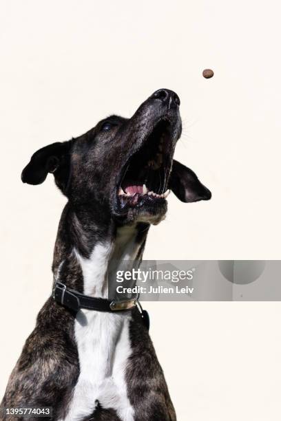 chien attrapant une croquette en vol - dog biscuit stock pictures, royalty-free photos & images