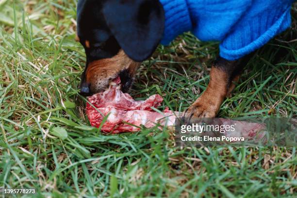 senior black dachshund biting and eating raw cow bone in the garden - dog with a bone stockfoto's en -beelden