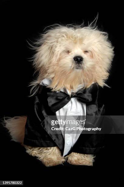 1,975 Animals Wearing Tuxedos Photos and Premium High Res Pictures - Getty  Images