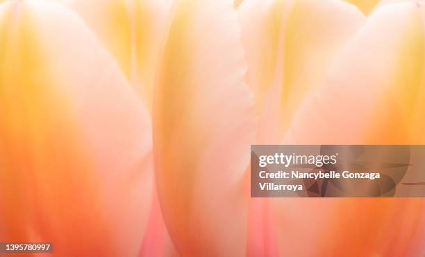 close up of  vibrant multi-coloured petals of tulips - peach colour stock pictures, royalty-free photos & images