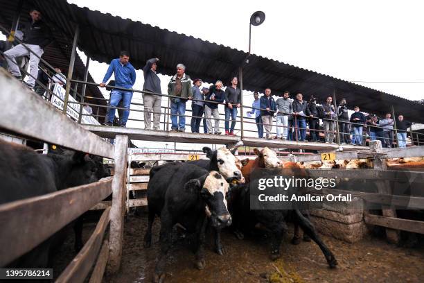Buyers stand on an elevated walkaway as they observe the cattle for bidding during the last days of operations of the traditional Liniers cattle...