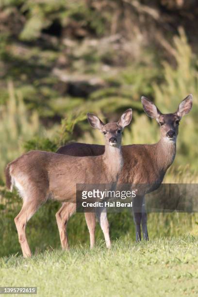 pair of blacktailed deer - ciervo mulo fotografías e imágenes de stock