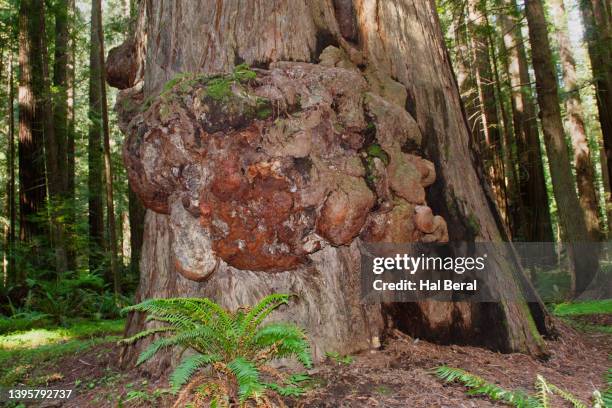 48 Burl Tree Growth Stock Photos, High-Res Pictures, and Images - Getty ...
