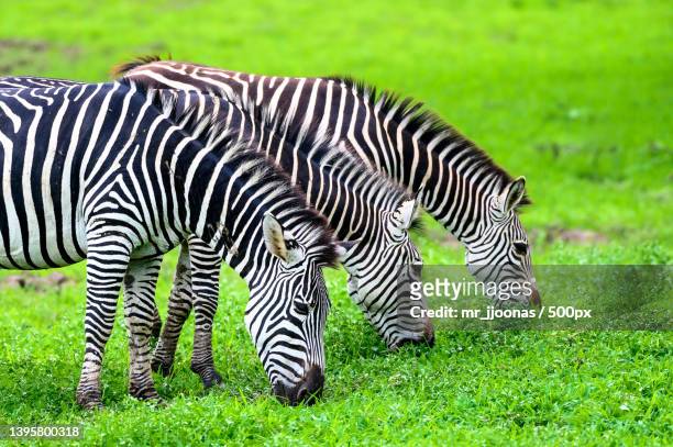 wild jungle animal theme during day,zebras grazing on grass,south luangwa national park,mpemba,zambia - south luangwa national park stockfoto's en -beelden