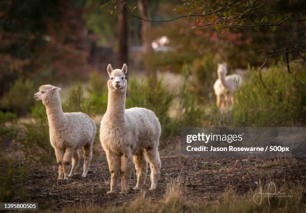 alpacas in bush at sunset,kangaroo ground,victoria,australia - alpaka stock-fotos und bilder