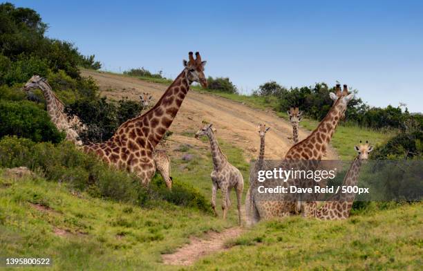 wild jungle animal theme during day,giraffes grazing,western district,eastern cape,south africa - sudafrica foto e immagini stock