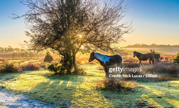 two horses in field at sunrise,hampshire,united kingdom,uk - pony stock pictures, royalty-free photos & images