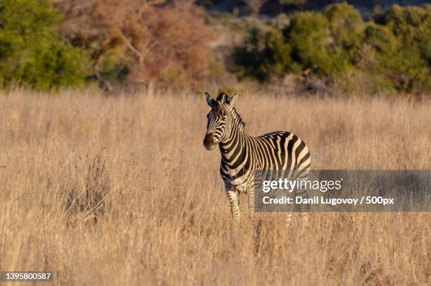 a plains burchells zebra walking in south africa - steppeklimaat stockfoto's en -beelden