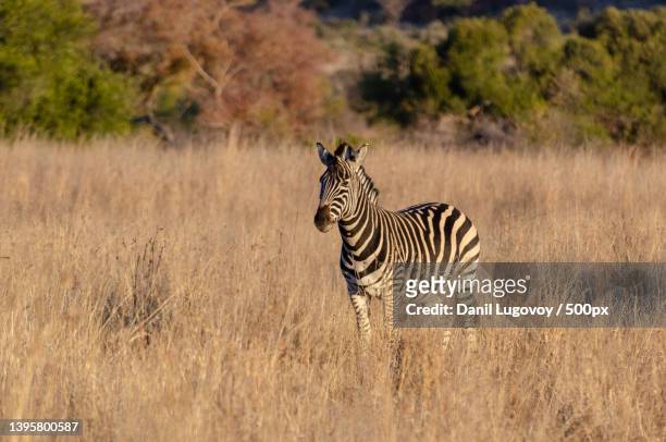 a plains burchells zebra walking in south africa - semiarid stock pictures, royalty-free photos & images