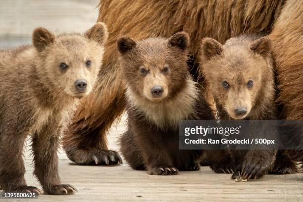 brown bears in the wild,portrait of bear cubs standing on wood,kamchatka krai,russia - brown bear cub photos et images de collection