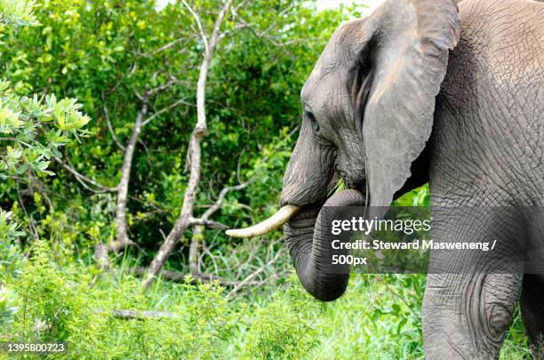 scenic view of beautiful elephant grazing in the plains during day,kruger national park,south africa - herbivoor stockfoto's en -beelden