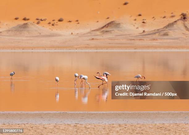 birds in the wild and animal theme,long lens view of flamingos at lake,el menia,algeria - algeria stockfoto's en -beelden