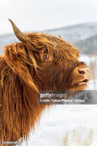 side view of highland cattle standing on snow covered field - highland cow stockfoto's en -beelden