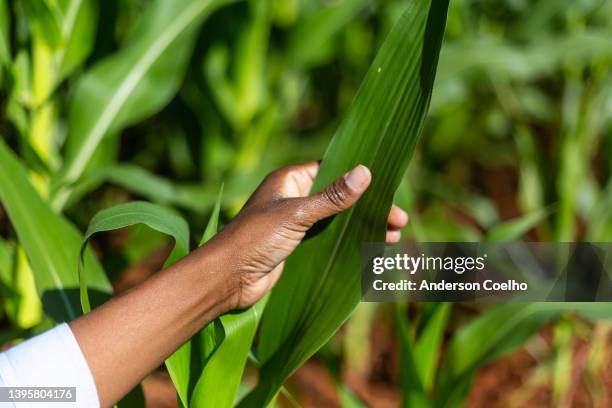 black woman hands touching a corn plant leaf - suikermais stockfoto's en -beelden