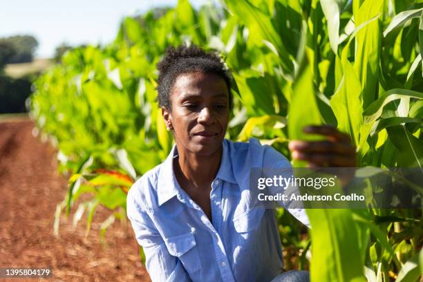 black female engineer analyzing leaves in cornfield - sweetcorn stock pictures, royalty-free photos & images