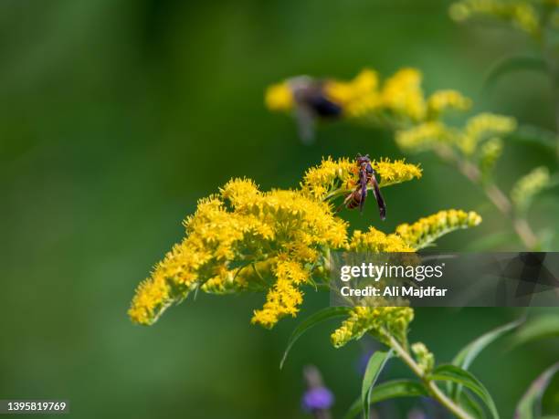 giant goldenrod - giant bee stock-fotos und bilder