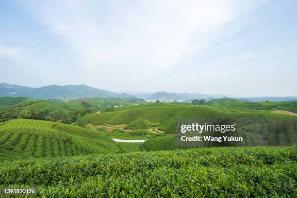 the tea mountain of china in spring, here is the origin of the famous chinese tea "xinyang maojian" - leste imagens e fotografias de stock