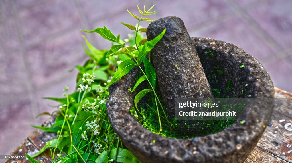 Neem - Azadirachta indica