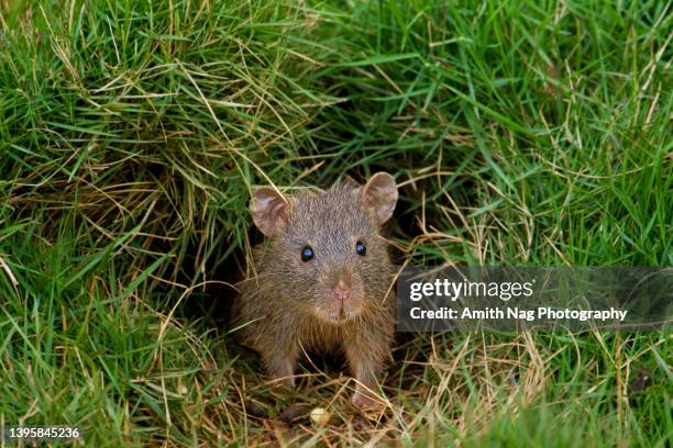 a very surprised mouse - mammal stock-fotos und bilder