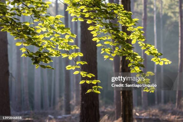 beech tree branches on a pine woodland - tree trunk wide angle stock pictures, royalty-free photos & images