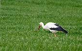 White stork Ciconia ciconia with a common vole Microtus arvalis in its beak. Bird while hunting for food. Wild scene from nature. Birds help reduce rodents in the fields.