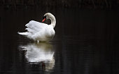 White swan floats in water. bird isolated over black