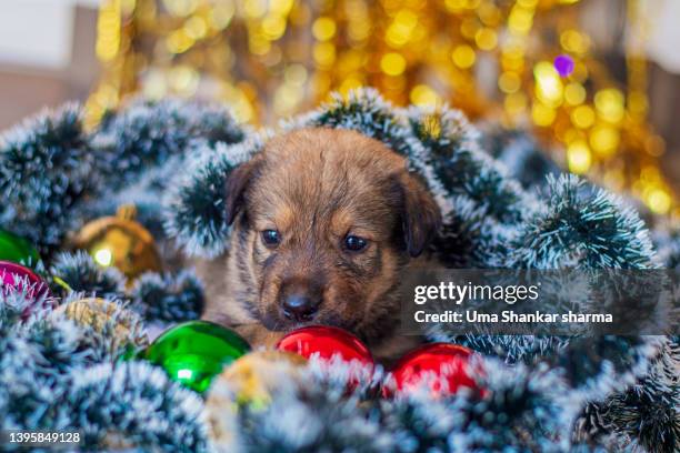 puppy caught between christmas decorations. - christmas puppy stock pictures, royalty-free photos & images