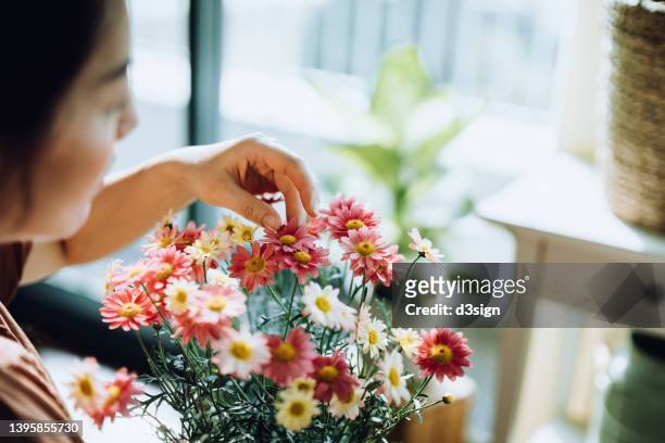 over the shoulder view of beautiful young asian woman taking care of her plants by the window in living room, holding a pot of daisy. enjoying her time at home. going green lifestyle - apartment living asian stockfoto's en -beelden