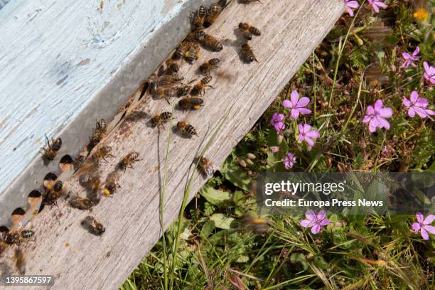 Family of bees returning to their apiary, at the beekeeping company 'La Abeja Viajera', on 29 April, 2022 in Navalafuente, Madrid, Spain. 'La Abeja...