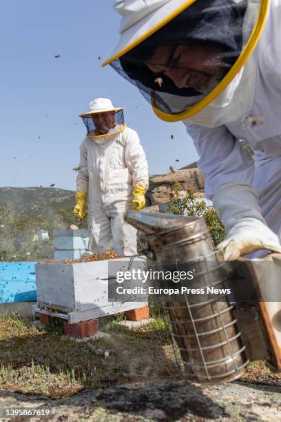 Jose, the owner of 'La Abeja Viajera' works in one of the apiaries, on 29 April, 2022 in Navalafuente, Madrid, Spain. 'La Abeja Viajera' is a...