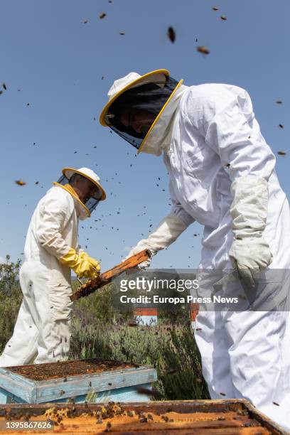 Jose, the owner of 'La Abeja Viajera' works in one of the apiaries, on 29 April, 2022 in Navalafuente, Madrid, Spain. 'La Abeja Viajera' is a...