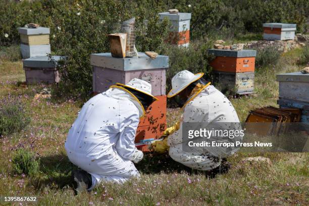 Jose, the owner of 'La Abeja Viajera' and Marco, another of the workers with one of the apiaries, on 29 April, 2022 in Navalafuente, Madrid, Spain....