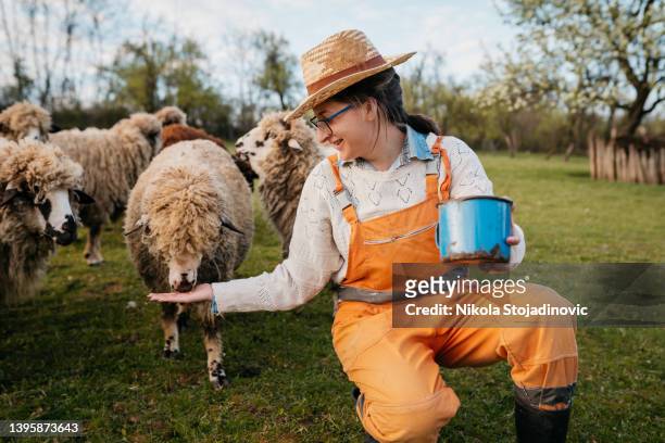 trabajador agrícola que alimenta a las ovejas - woman fresh air fotografías e imágenes de stock
