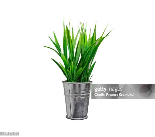 house plants in silver pots - cactus plant stockfoto's en -beelden