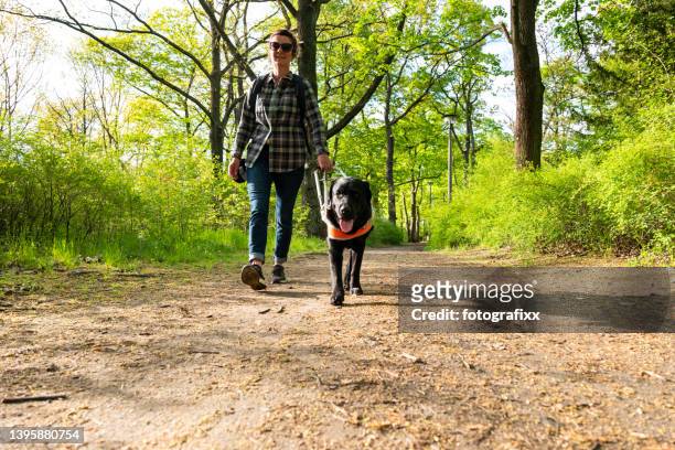 assistance dog guides a blind woman through the park - guide dog bildbanksfoton och bilder