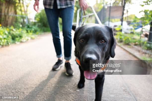 seeing eye dog guides a person with visual impairment - guide dog bildbanksfoton och bilder