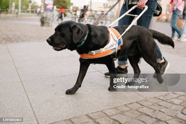 補助犬が視覚障害者を舗装路上で案内 - 盲導犬 ストックフォトと画像