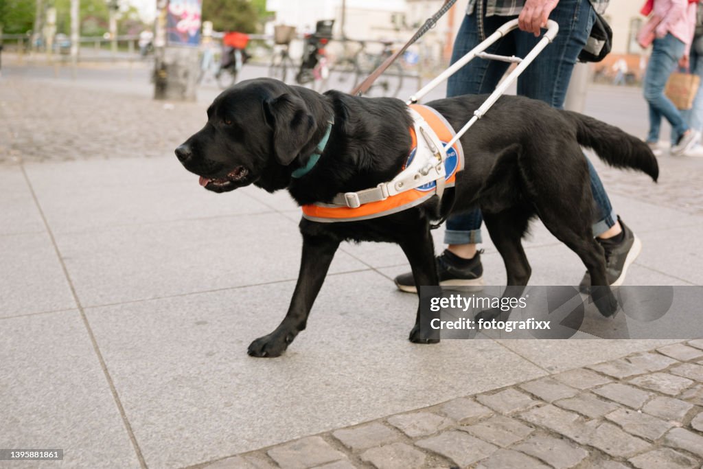 Assistance dog guides a person with visual impairment on the pavement