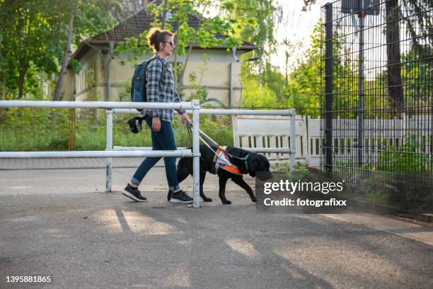 service dog leads a blind woman past an barricade - blind woman stock pictures, royalty-free photos & images