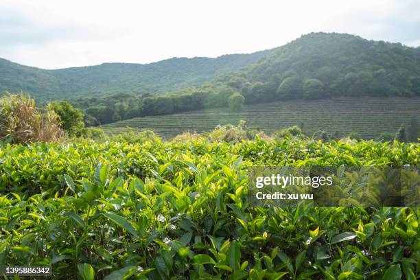 rows of tea gardens - japanese tea garden stock pictures, royalty-free photos & images