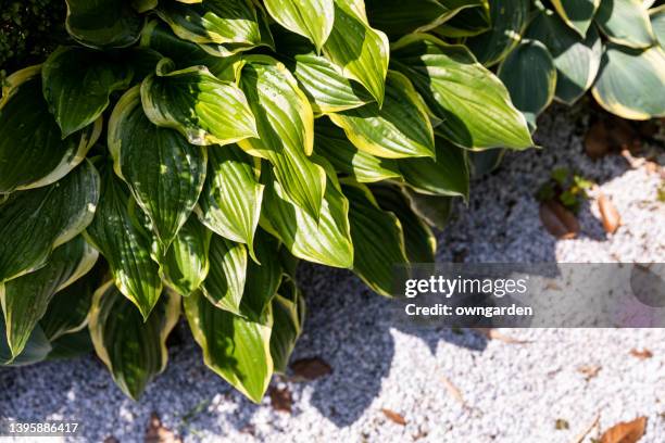 close up of hosta giboshi leaf sprouts - hosta foto e immagini stock