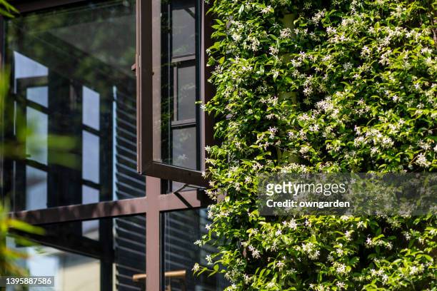 star jasmine crawling all over a wall - evergreen plant fotografías e imágenes de stock
