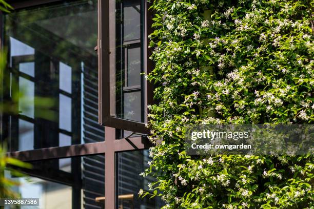 star jasmine crawling all over a wall - jasmine stock pictures, royalty-free photos & images