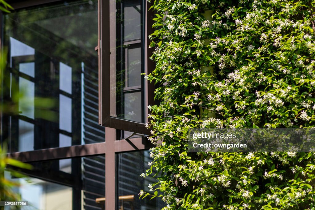 Star jasmine crawling all over a wall