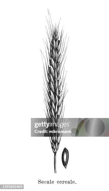 old engraved illustration of rye (secale cereale) - rye - grain stock pictures, royalty-free photos & images