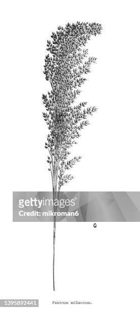 old engraved illustration of proso millet, broomcorn millet, common millet, hog millet, kashfi millet, red millet, and white millet (panicum miliaceum) - millet stock pictures, royalty-free photos & images